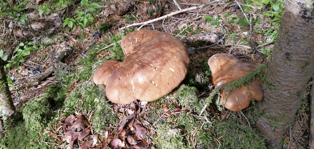 Erst, wenn man sich der Kenntnis eines...orstbezirks Nord des Kreisforstamtes.   | Foto: Cornelia Liebwein