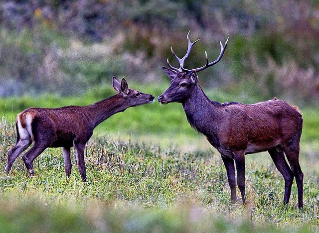 Unter anderem mit dabei: das Haus der ...zfilmen zum dortigen Naturschutzgebiet  | Foto: Haus der Natur