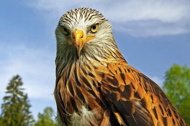 Vogelschtzer bezweifeln Windkraft-Gutachten in Schopfheim