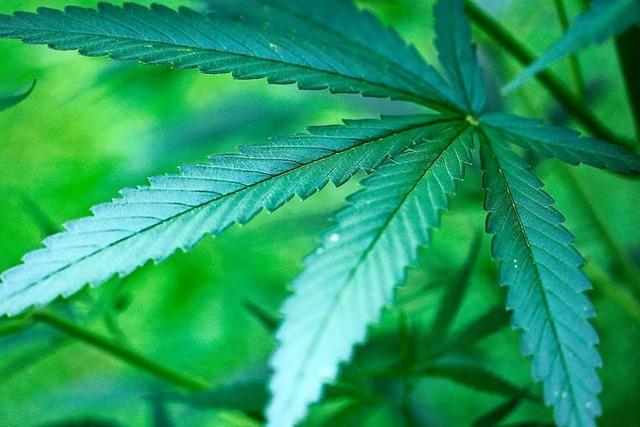 Polizei entdeckt ein Cannabisfeld bei Kippenheim