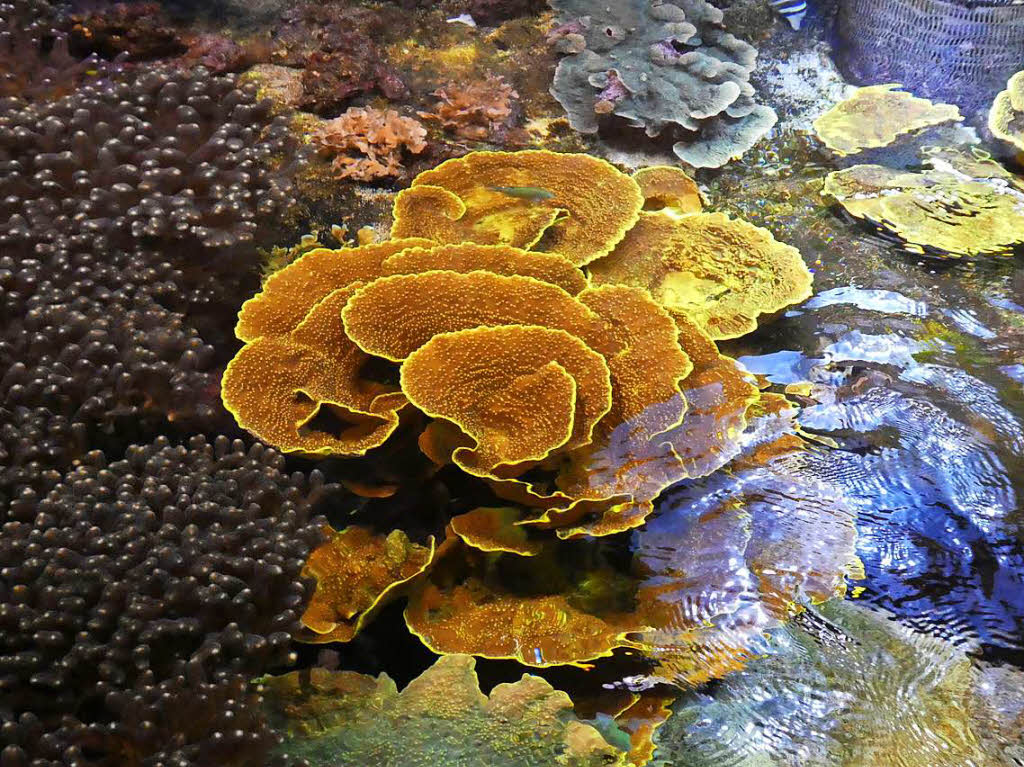 Gabi Peter-Muth: Aufgenommen in Marineland Antibes  - zu sehen ist eine Koralle mit spannender Beleuchtung und einem winzigen Fisch im Aquarium des Marinelandes.