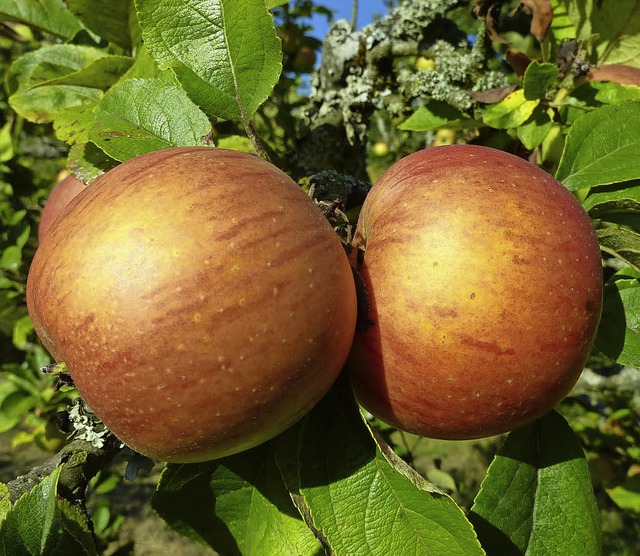 Ergeben einen besonderen Saft: alte Apfelsorten   | Foto: Symbolfoto: Hennicke