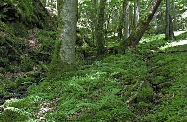 Im Bannwald wird der Natur freier Lauf gelassen.  | Foto: BUND