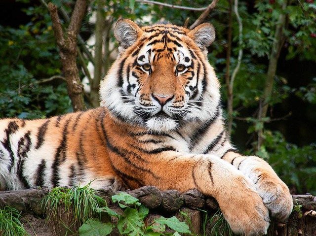 Sieben Tiger und vier Lwen sollen in ...ktar Flche Platz finden. (Symbolbild)  | Foto: dpa
