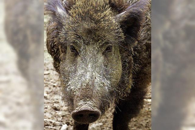 Haare lassen die Wildschweine kalt