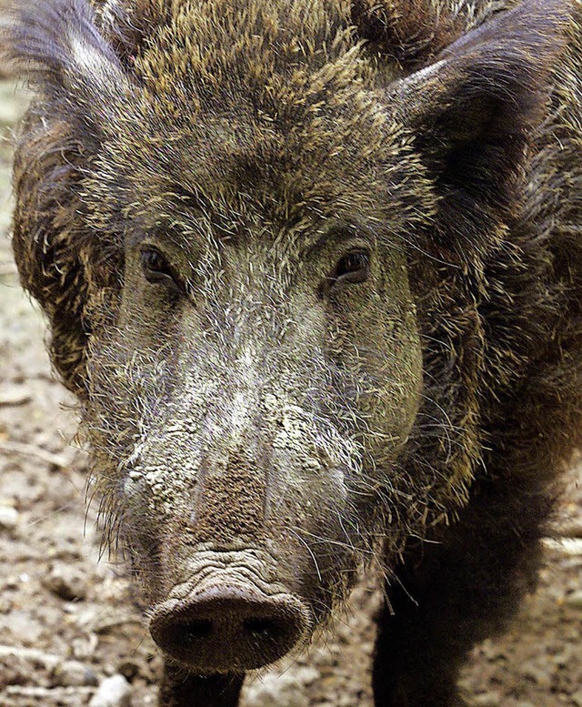 Wildschweine sorgen fr groe Schden in den Feldern.   | Foto: dpa