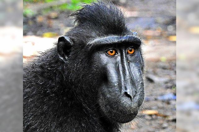 Fotograf lenkt im Streit um Affen-Selfies ein