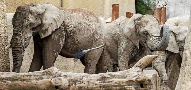 Elefantenbulle Jack (links) soll dereinst fr Nachwuchs sorgen im Basler Zoo.   | Foto: Torben Weber (Zoo Basel)