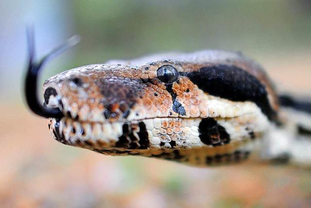 Tierschützer fangen zwei Meter lange Schlange in Kehl