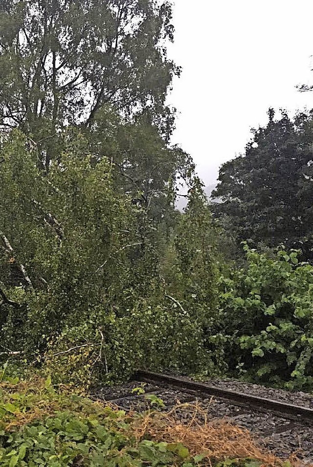 Eine vom Sturm umgeworfene Birke fiel ...Elztalbahn an der Emmendinger Strae.   | Foto: Feuerwehr Waldkirch