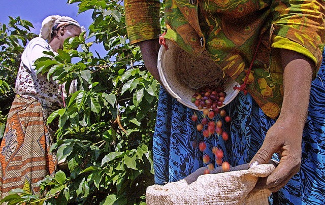 Fairer Handel soll den Produzenten eine gute Bezahlung sichern.   | Foto: Symbolbild Karumba/afp