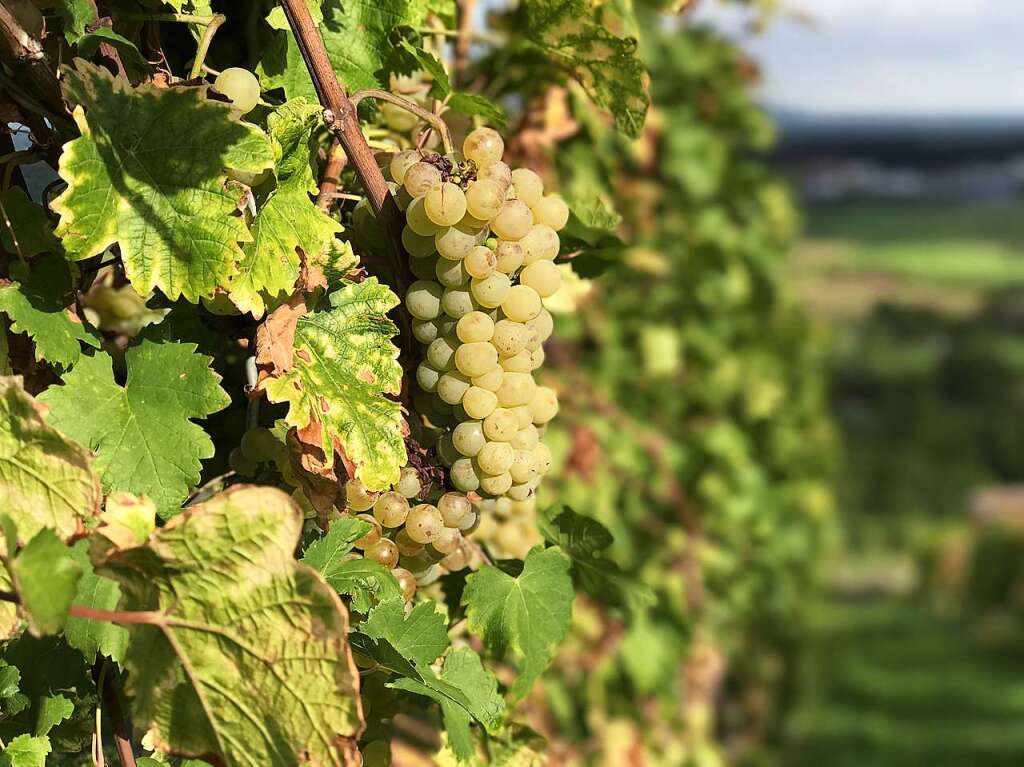 Die letzten Trauben vor dem "Herbschten" (Schnberg)