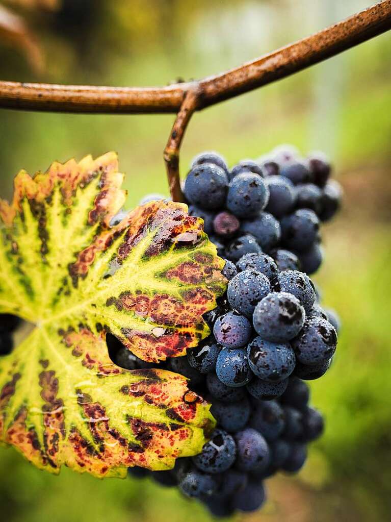 Pinot (Sulzburg-Laufen)