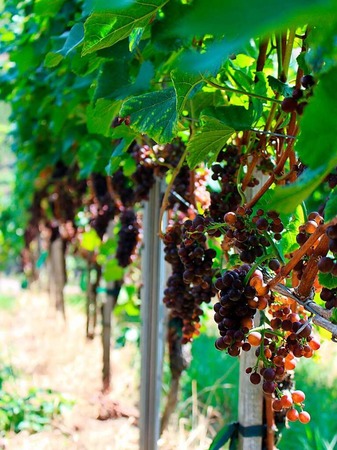 Von der Traube zum Wein (bei Waldkirch)