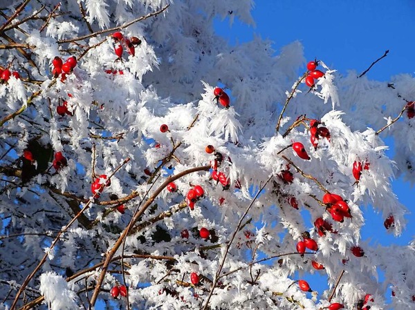 Rot-Weiss-Blau. Hagebutten am Neujahrstag (Heuweiler)