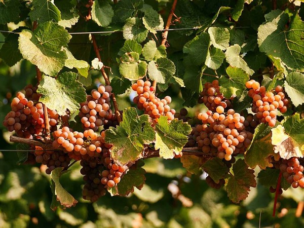 Na dann Prost (Kaiserstuhl-Oberbergen)