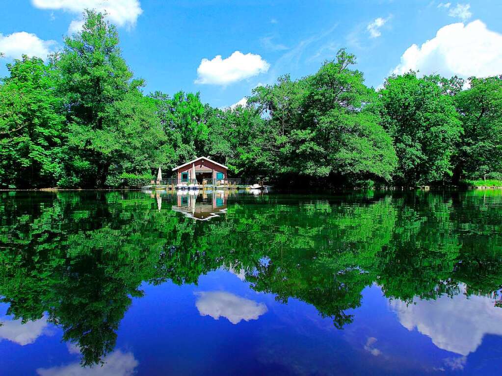 Waldseeidylle im Sommer (Waldsee)