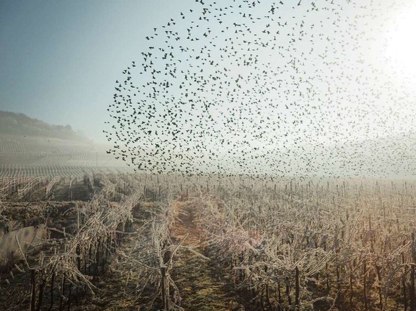 Blick aus dem ICE: Surreale Weinberge mit Vogelschwarm am Neujahrstag 2017 (Bad Bellingen)