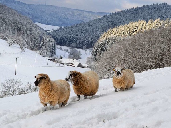 Schafe im tiefverschneiten Durenbach (Schuttertal)