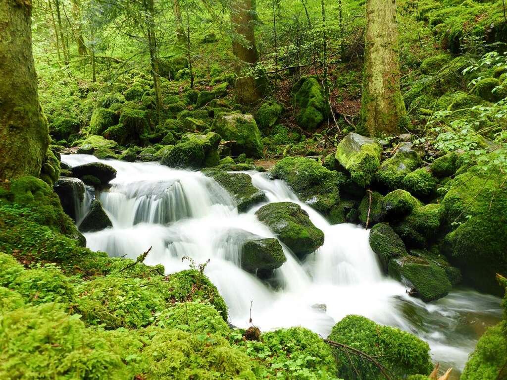 Teichschlucht Wettbewerbskategorie (Simonswald)