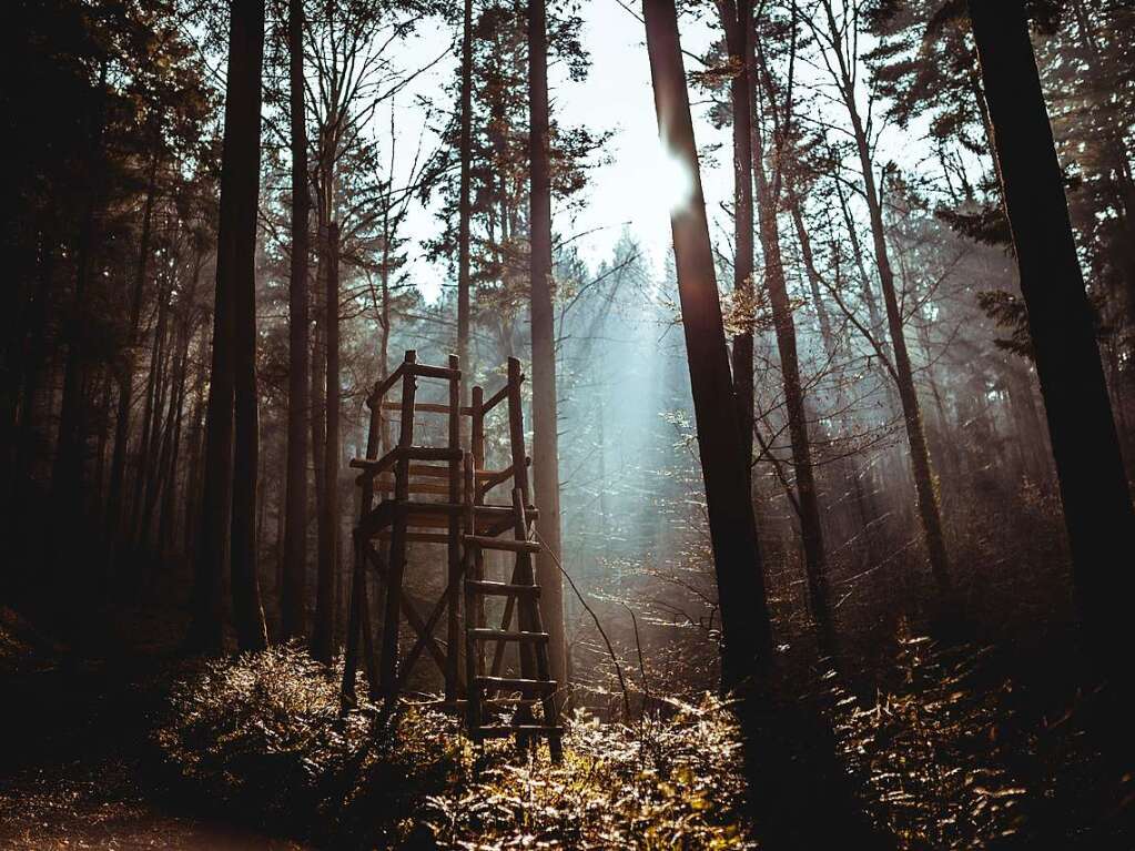 lost in the woods (Waldsee Freiburg)