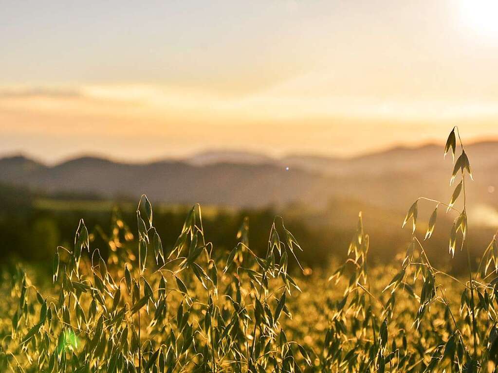 Sommerabend (St. Mrgen)