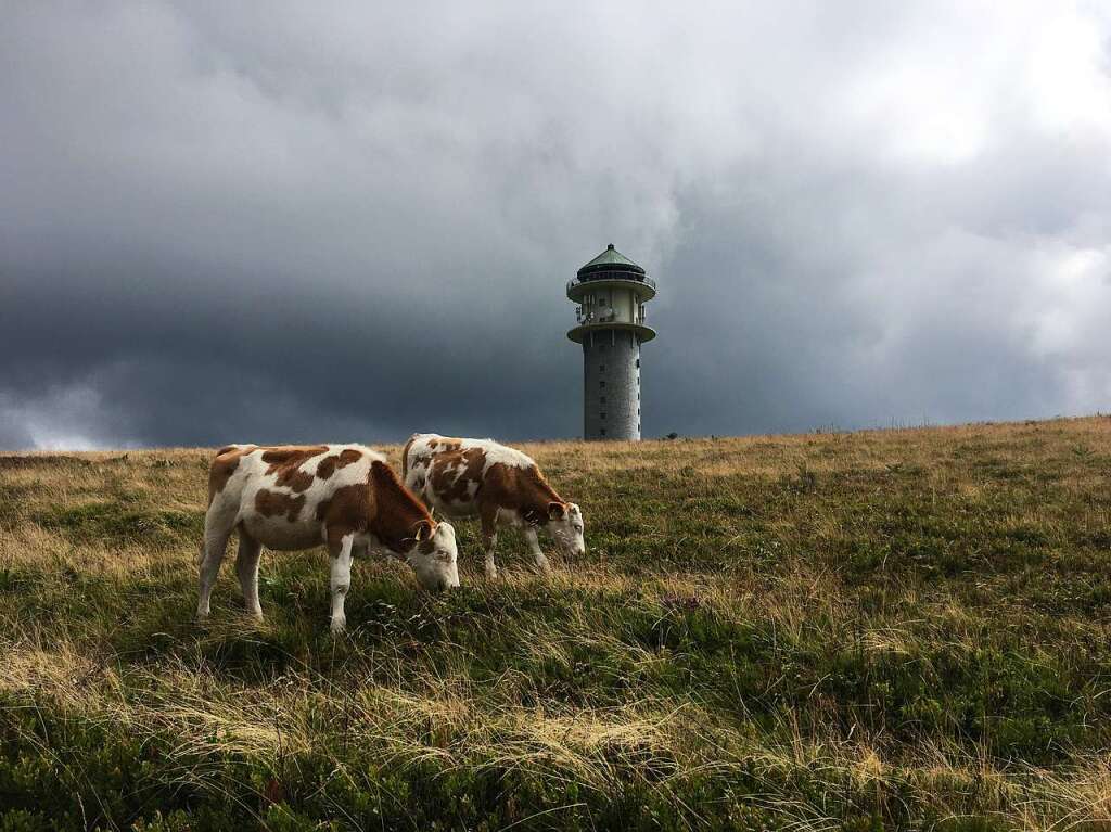 Kuhl bleiben! (Feldberg)