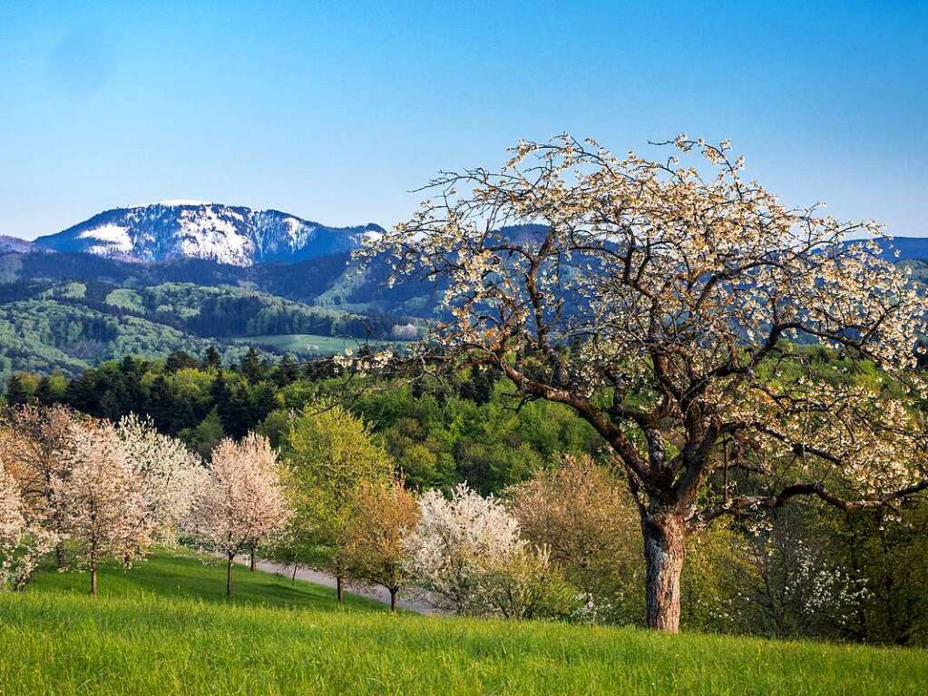 Kirschblte im Tal - Winter am Belchen (Belchen)