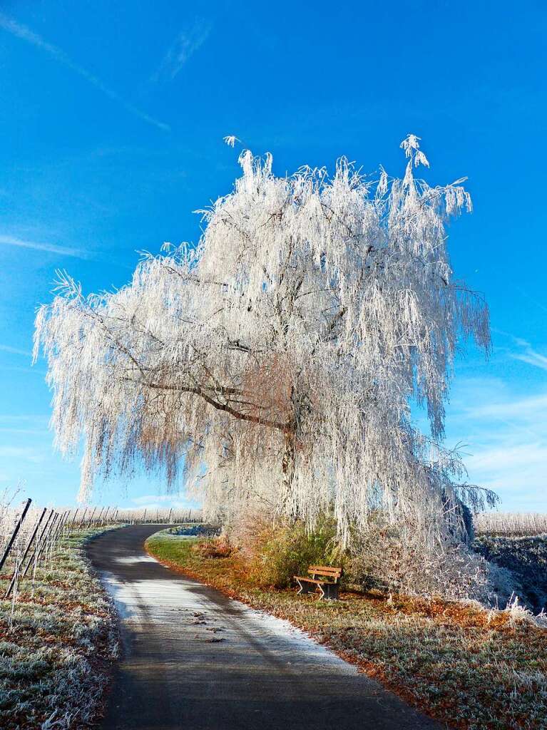 Mrchenhafter Rebpfad an frostig-klarem Wintermorgen (Tuniberg)