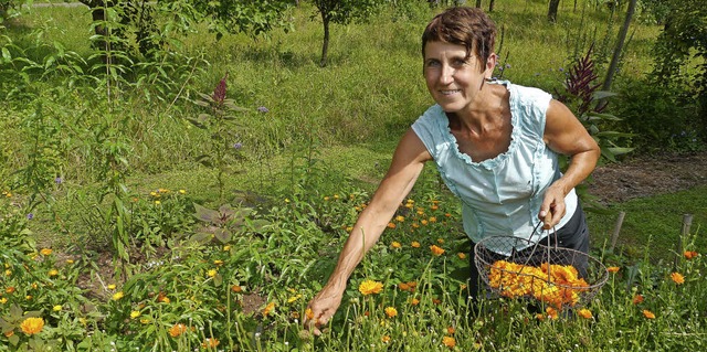 Verschiedene Ringelblumensorten frder... bereichern das Heilpflanzensortiment.  | Foto: Christa Hlter-Hassler