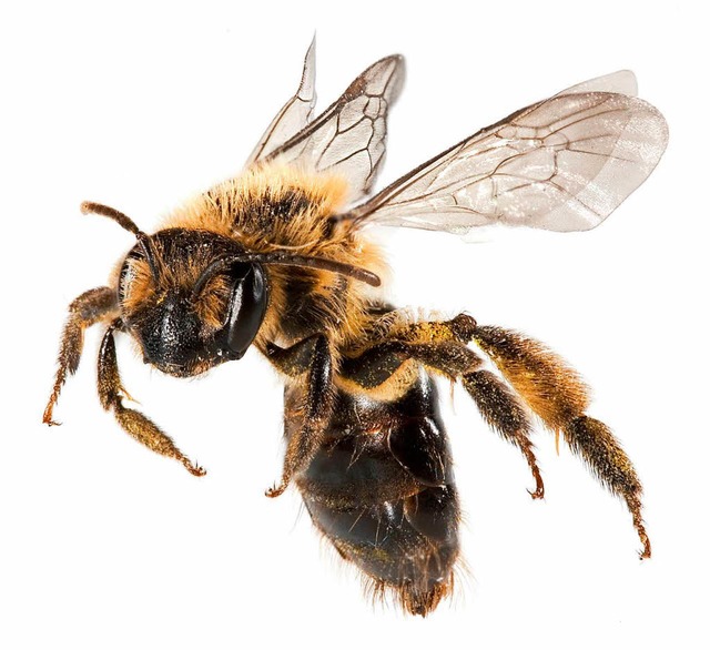 Als Bestuber im Obstbau sind Bienen unerlsslich.  | Foto: fotolia.com/Nicholas Homrich