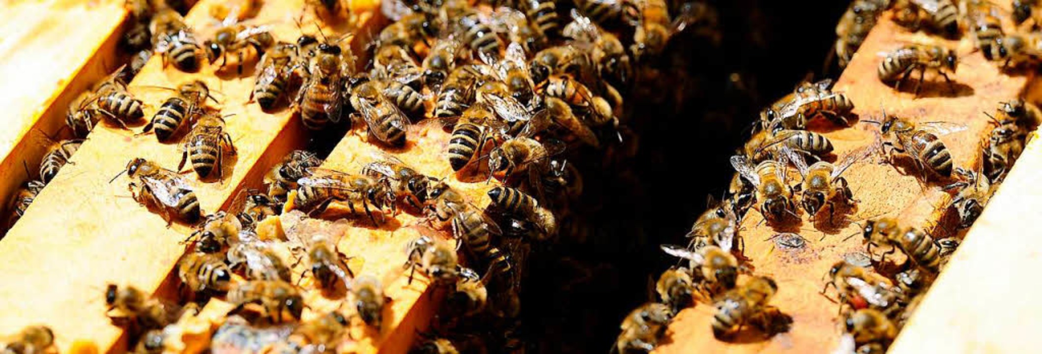 Bienen am Eingang zum Bienenstock  | Foto: INGO SCHNEIDER