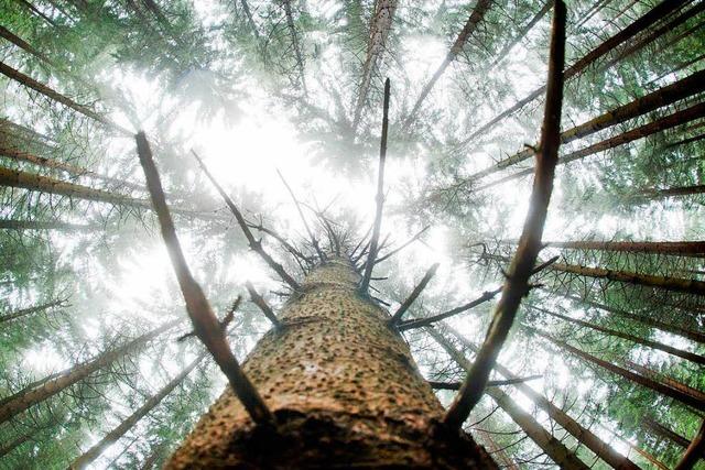 Das Leiden der Fichte: So setzt der Klimawandel dem Wald zu