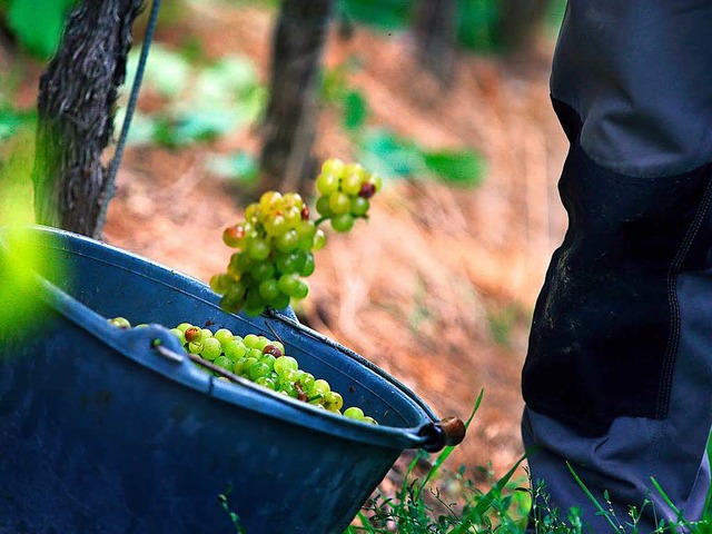Weinbauverband erwartet qualitativ guten Jahrgang  | Foto: dpa