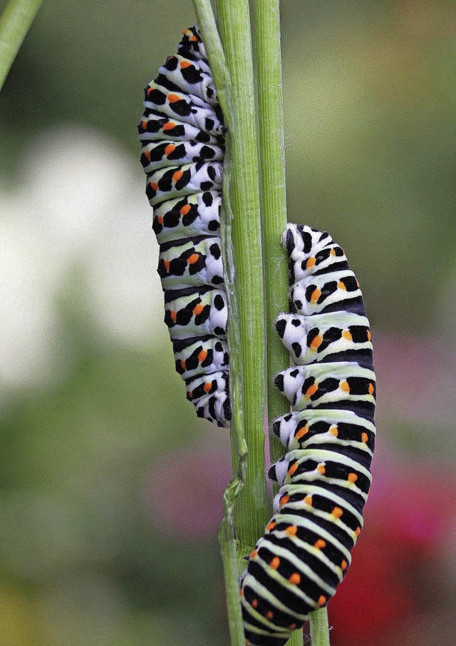 Die Raupe<ppp></ppp>  | Foto: Siegmund Stanke 