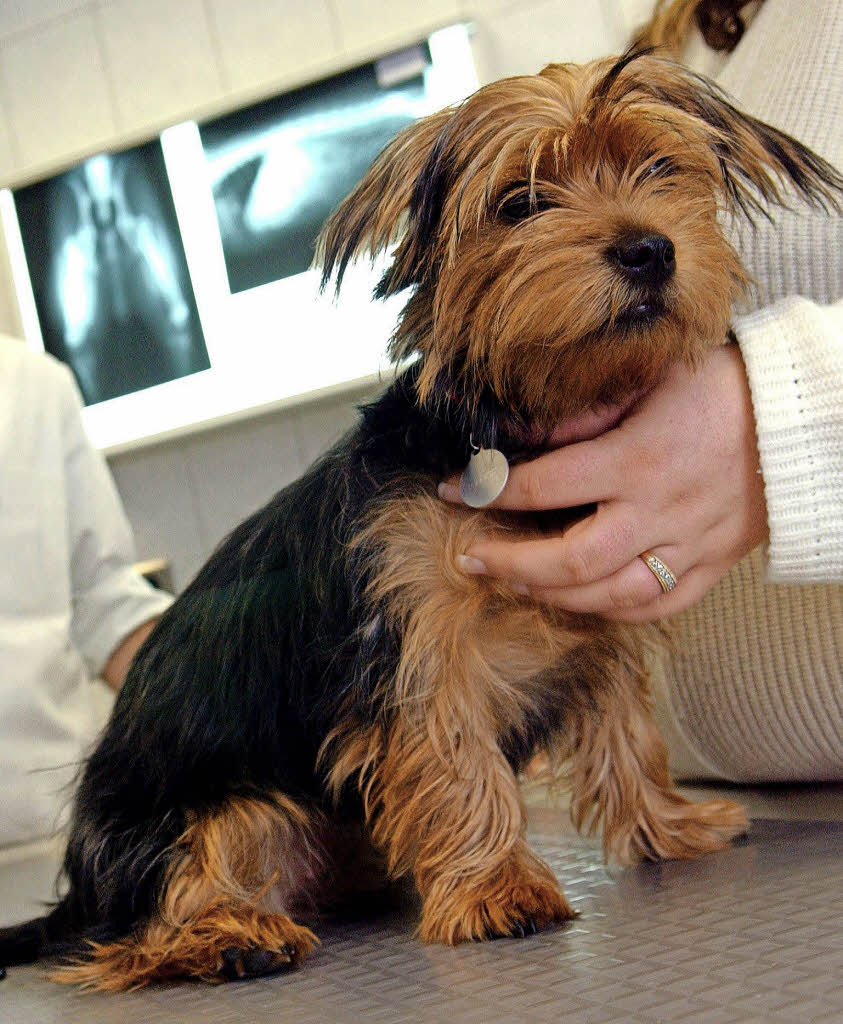 Kranke Tiere bringen Stress ins Haus - Panorama - Badische Zeitung