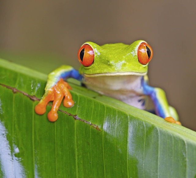 Rotaugenlaubfrosch in Costa Rica.  | Foto: Tobias Hauser