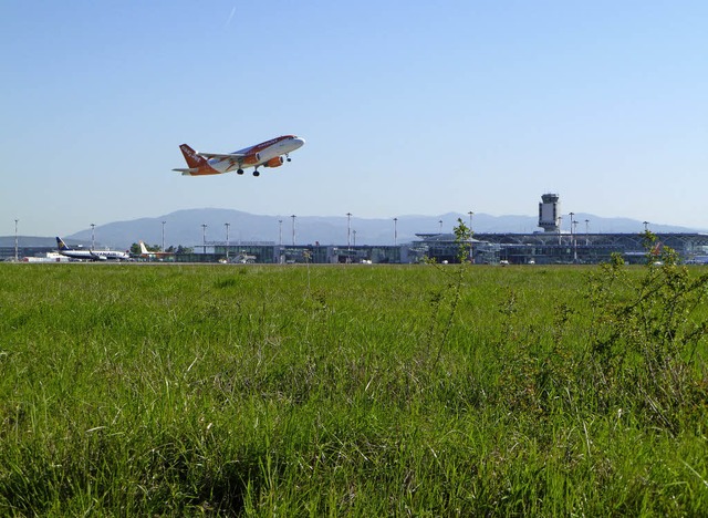 259 Pflanzenarten, 112 Insekten-, 59 V...em Gelnde des Euro-Airports gezhlt.   | Foto: Annette Mahro