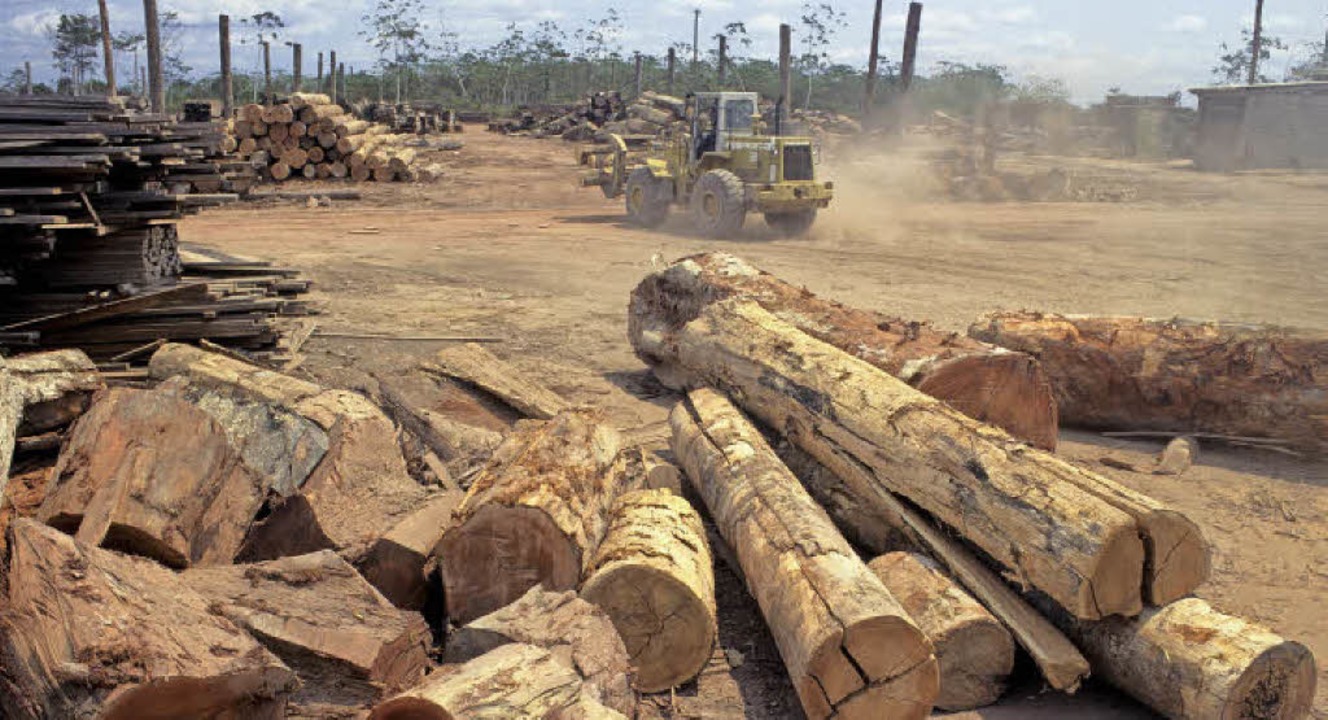 Raubbau im Urwald des brasilianischen ...zerstört die Lebensgebiete von Indios.  | Foto: dpa/AFP