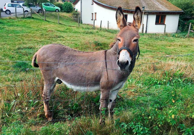 Esel Vitus ist der beltter  | Foto: dpa