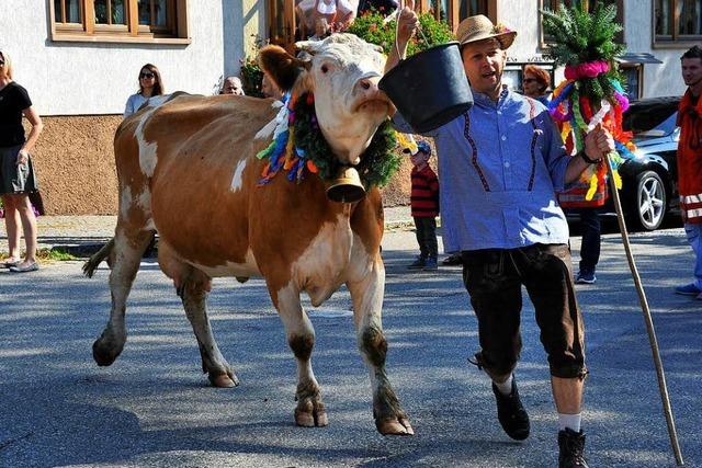 Fotos: Almabtrieb in Simonswald