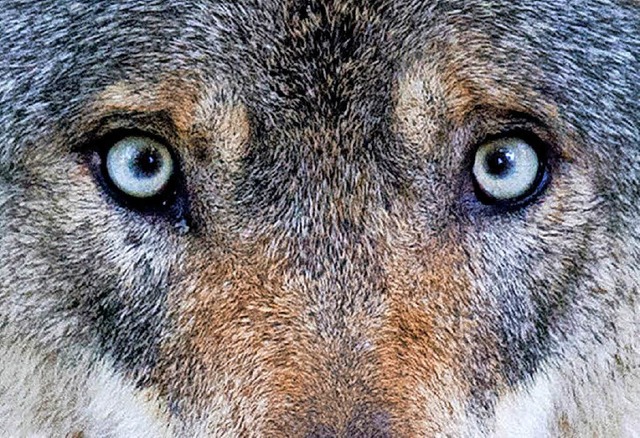 Der Wolf macht vielen Angst.  | Foto: dpa