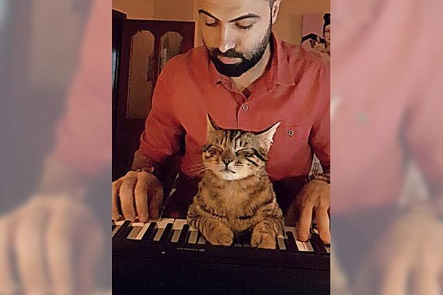 Diese klavierspielende Katze ist ein Instagram-Star