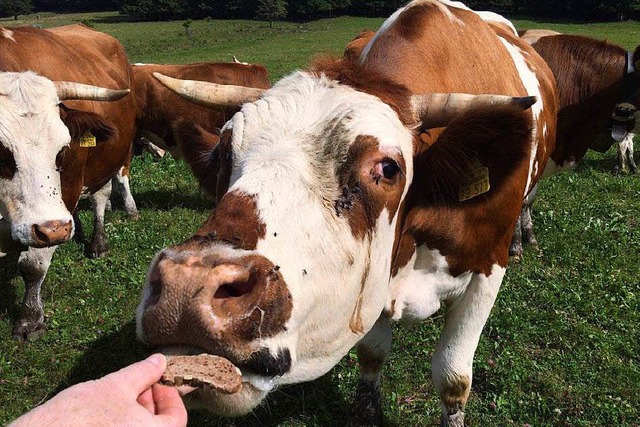 Aktuell im Angebot bei Cowfunding: Vorderwlder Ochsen aus dem Zastlertal  | Foto: Cowfunding