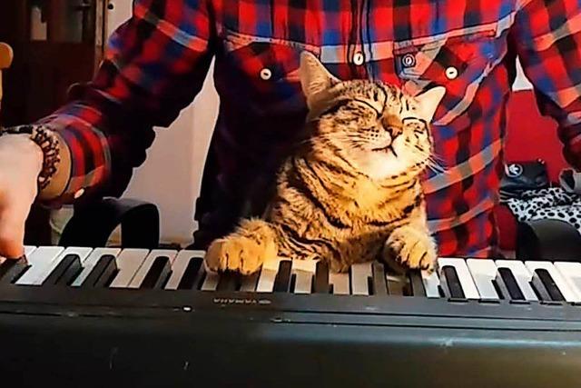 Diese klavierspielende Katze ist ein Instagram-Star