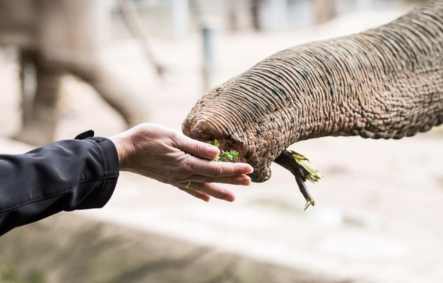 Vorsichtig greift der Rssel nach Futter.  | Foto: Lukas Schulze