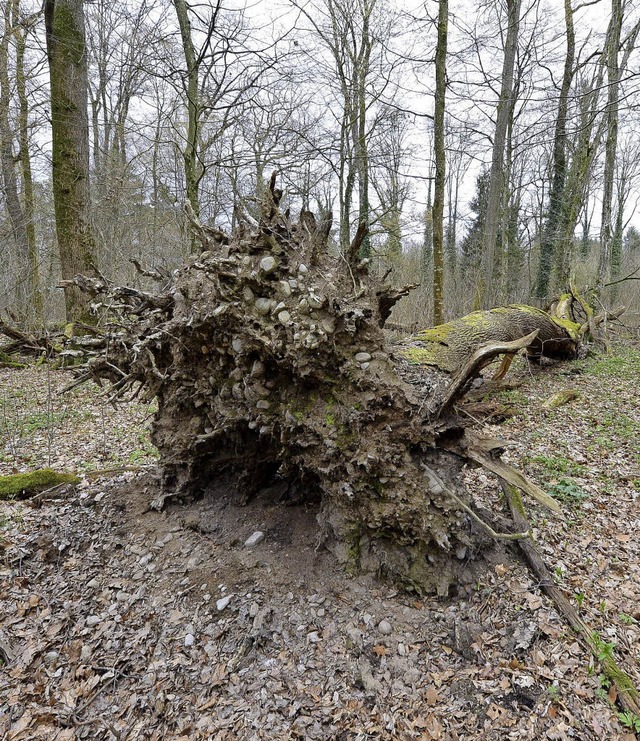 Ein umgestrzter Baum ist ein wertvoll...ichen soll er deshalb liegen bleiben.   | Foto: Schneider