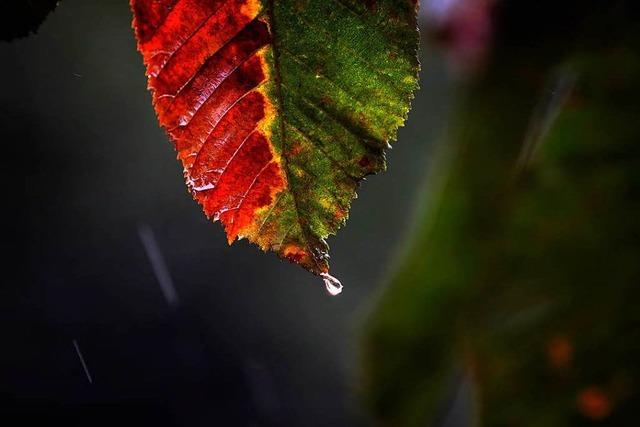 Ungemtliches Herbstwetter in den kommenden Tagen