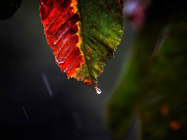 Regen im Herbst - kommt vor.  | Foto: dpa