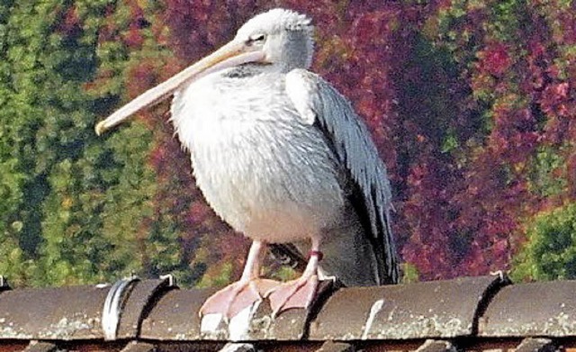 Krauskopfpelikan in Breisach  | Foto: Privat